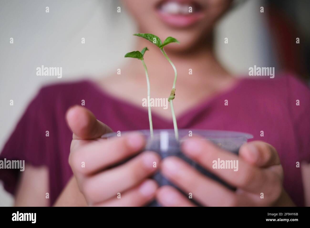 Una tazza di germogli di piselli verdi che sono tenuti da una ragazza in background, preparandosi ad essere piantato nel suo giardino di cortile. Foto Stock