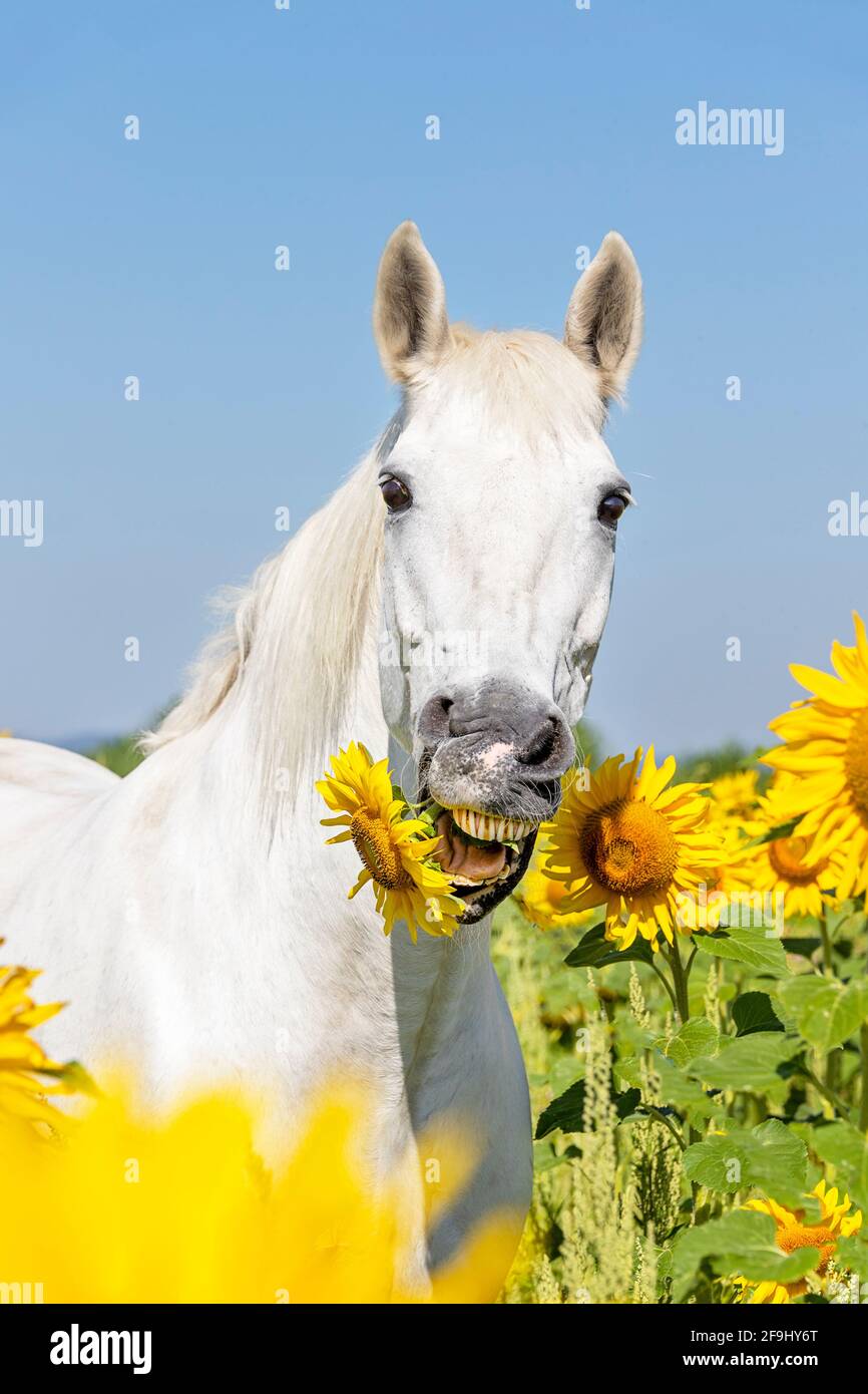 Cavallo di sangue di Warmblood ungherese. Adulto grigio che mangia un girasole. Germania Foto Stock