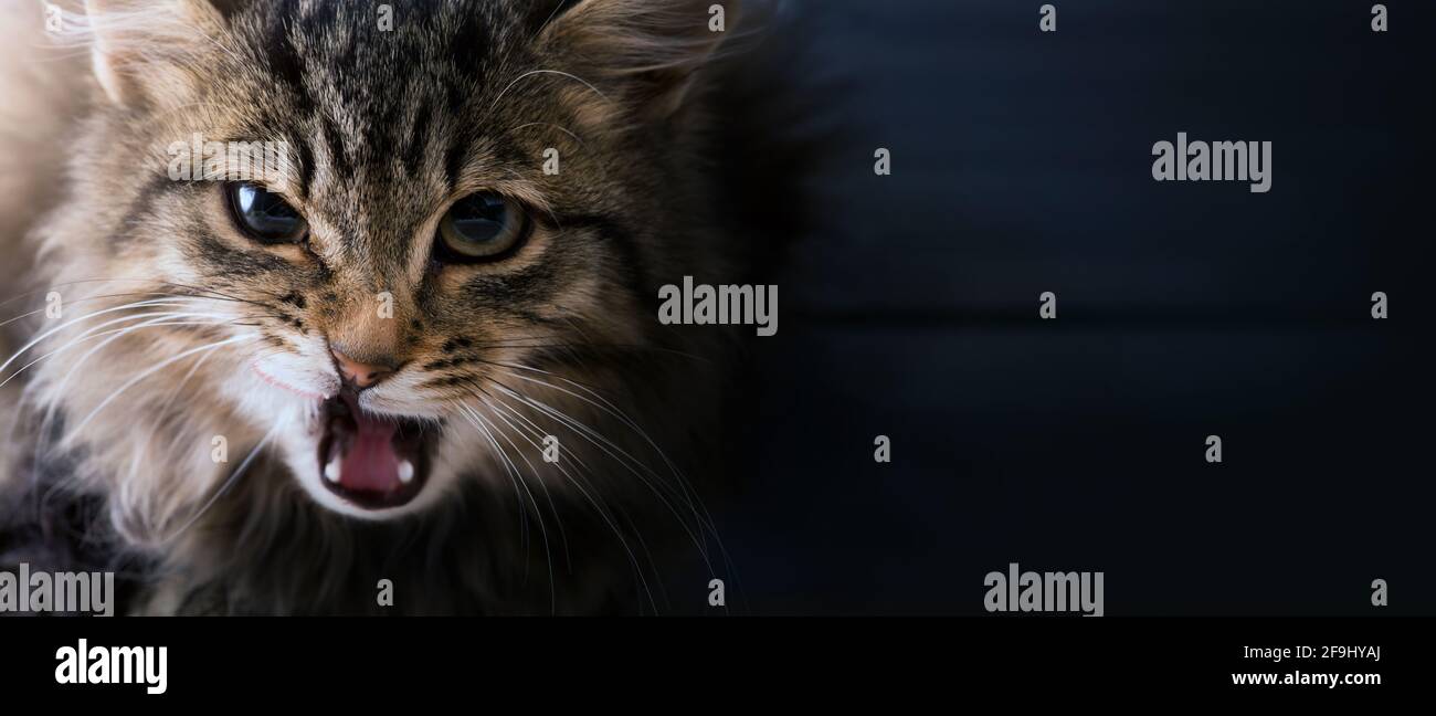 Memes con i gatti; gatto grigio spaventato e sorpreso su sfondo scuro Foto Stock