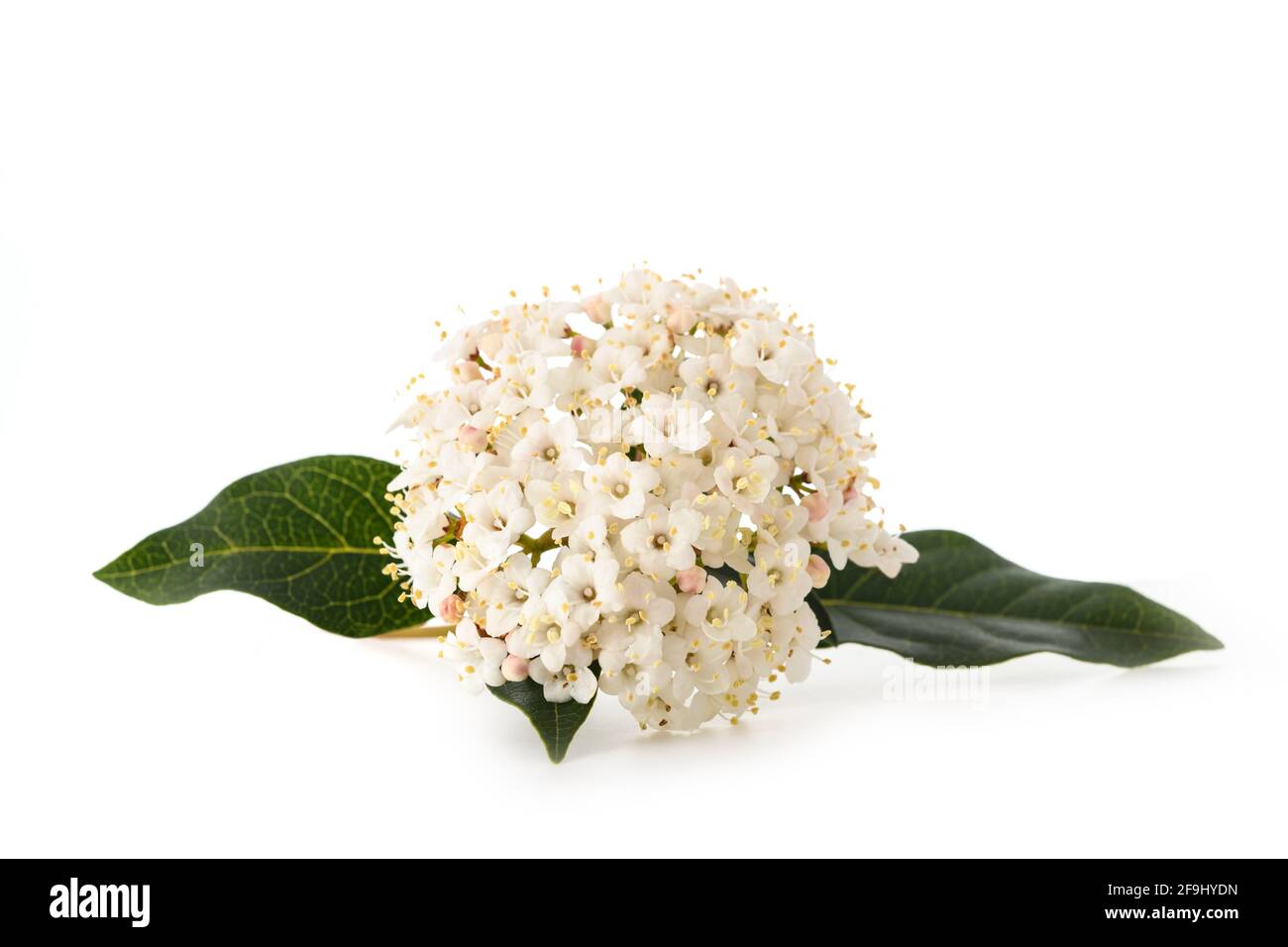 Fiori di Laurestine (Viburnum tinus) isolati su sfondo bianco Foto Stock