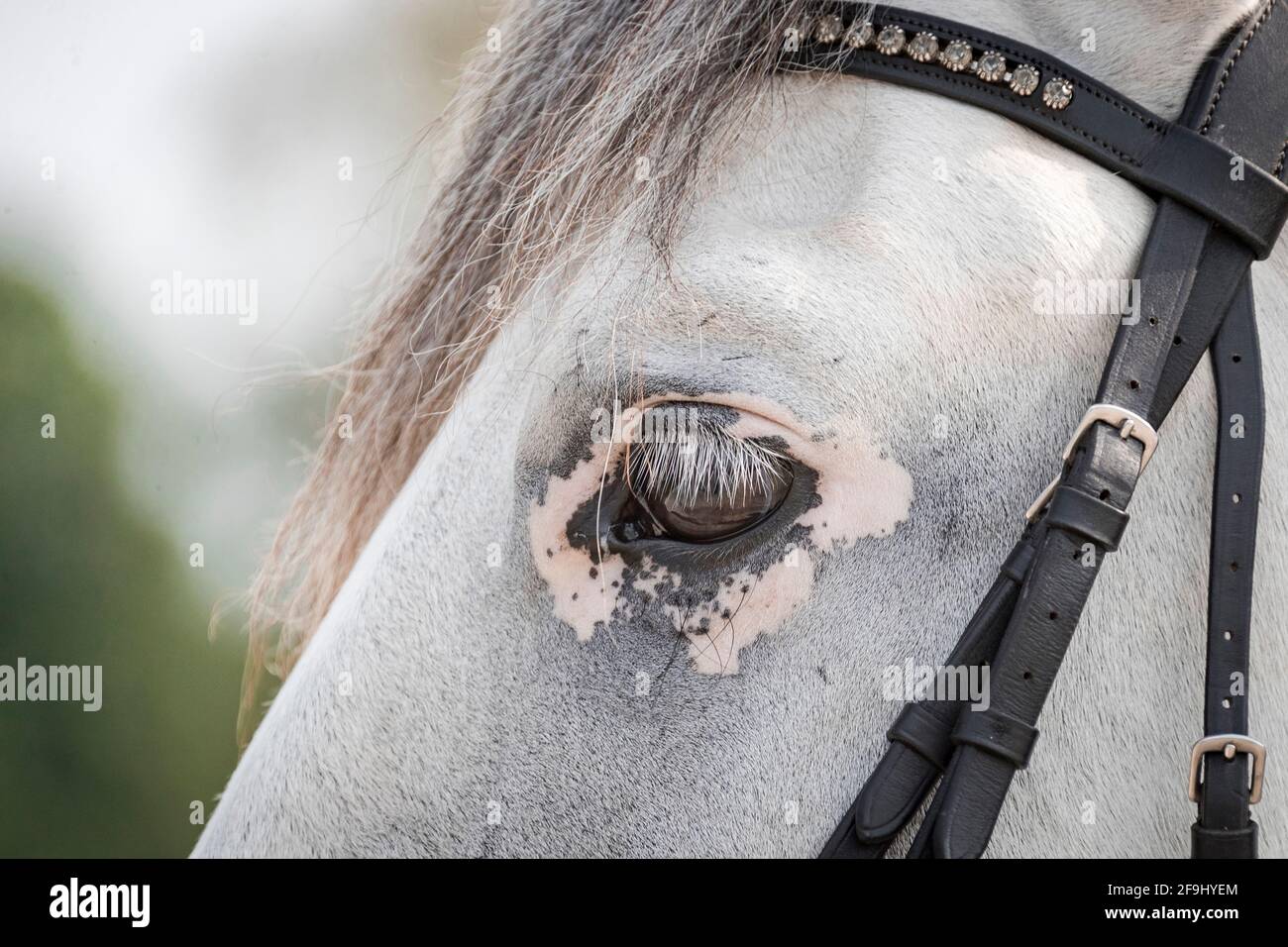 Puro Cavallo Spagnolo, Andaluso con carenza di rame che mostra macchie più chiare intorno agli occhi, Germania Foto Stock