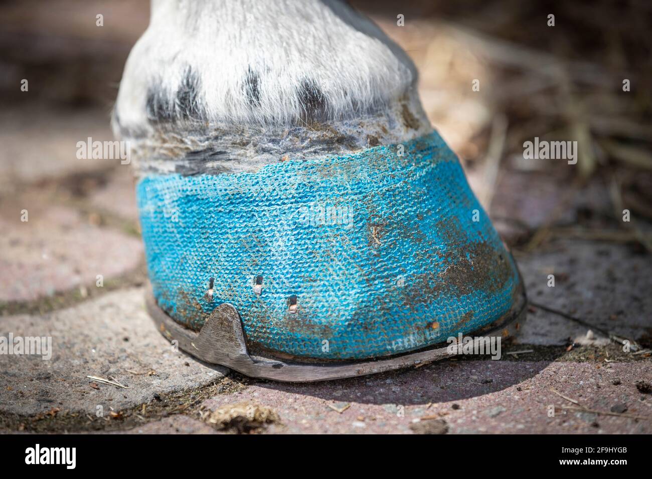 Cavallo domestico. Zoccoli bendati per laminite. Germania Foto Stock