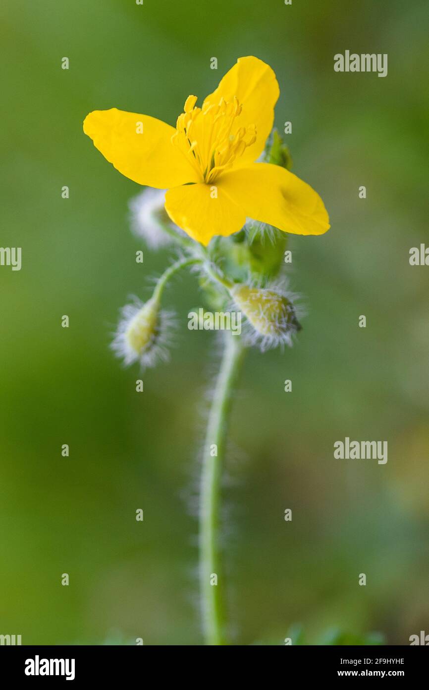 Maggiore celandine su sfondo sfocato Foto Stock