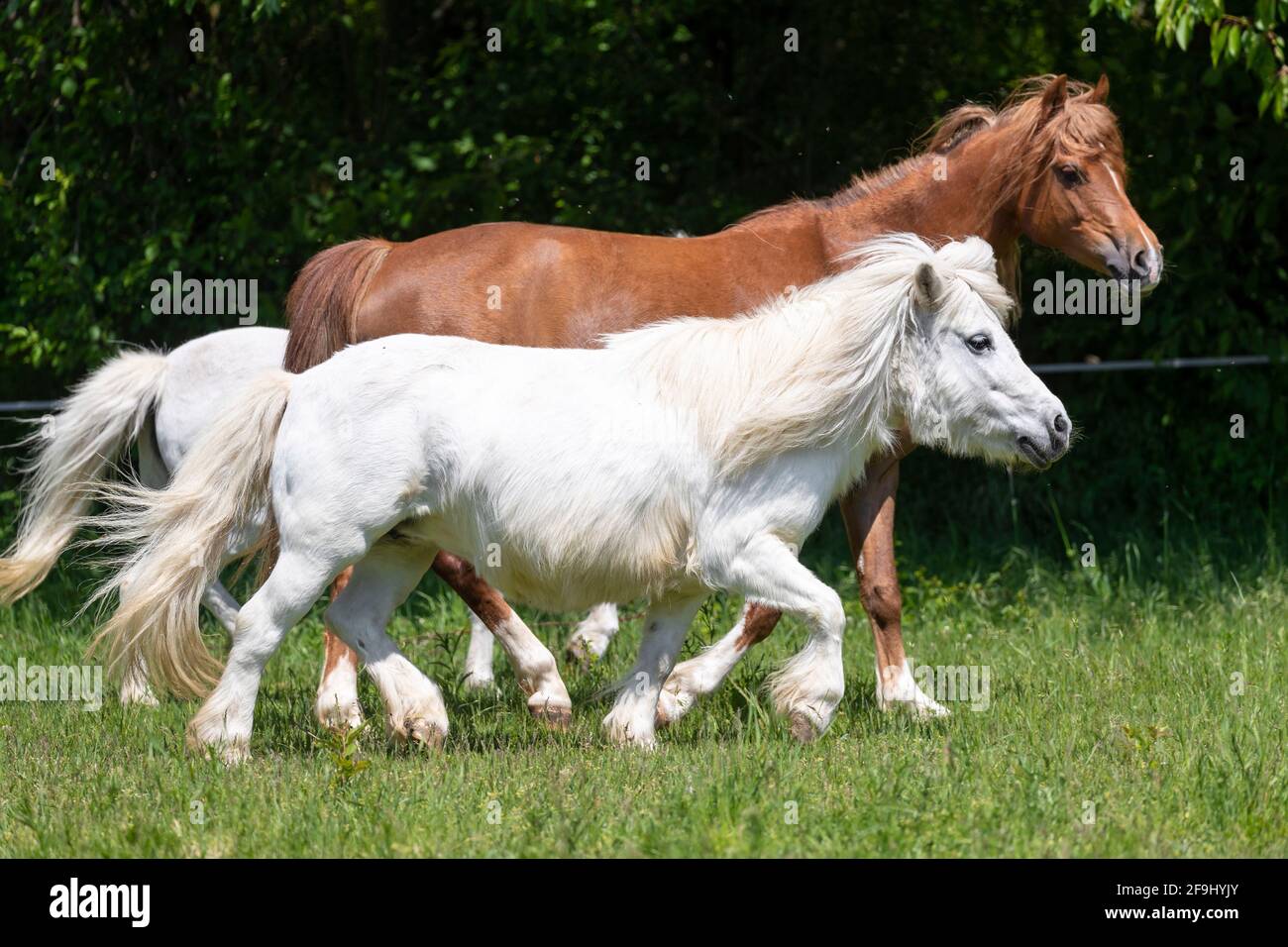 Cavallo domestico. Vecchio pony che soffre di Cushings sindrome con altri cavalli su un pascolo. Germania Foto Stock