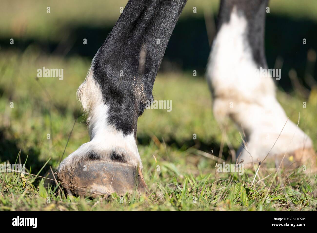 Cavalli domestici. Gamba di un vecchio cavallo con osteoartrite. Germania Foto Stock