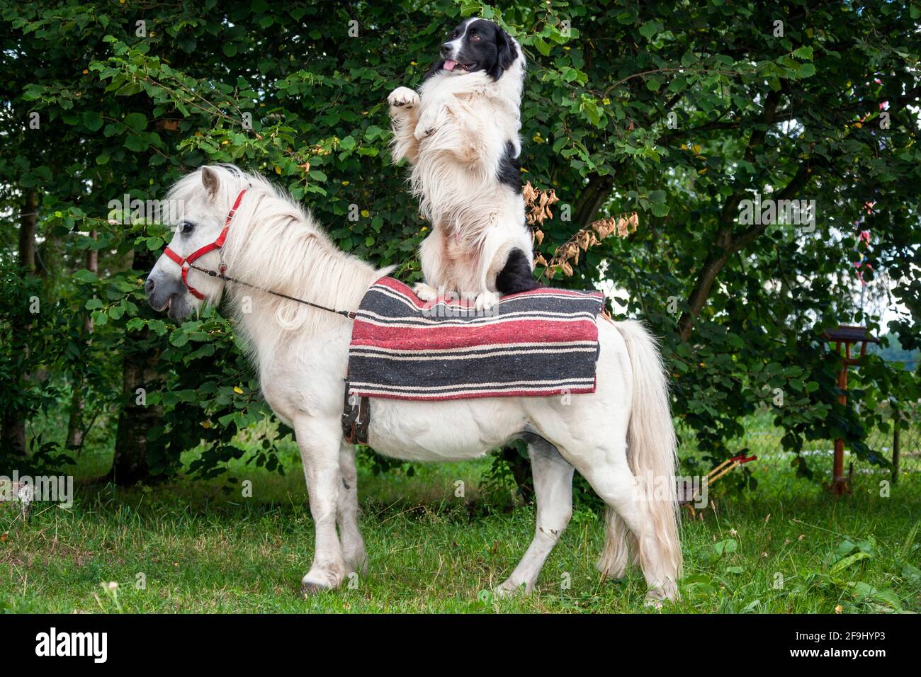 Amicizia animale tra cane e pony Shetland. Un cane seduto in piedi su un pony in piedi. Germania Foto Stock