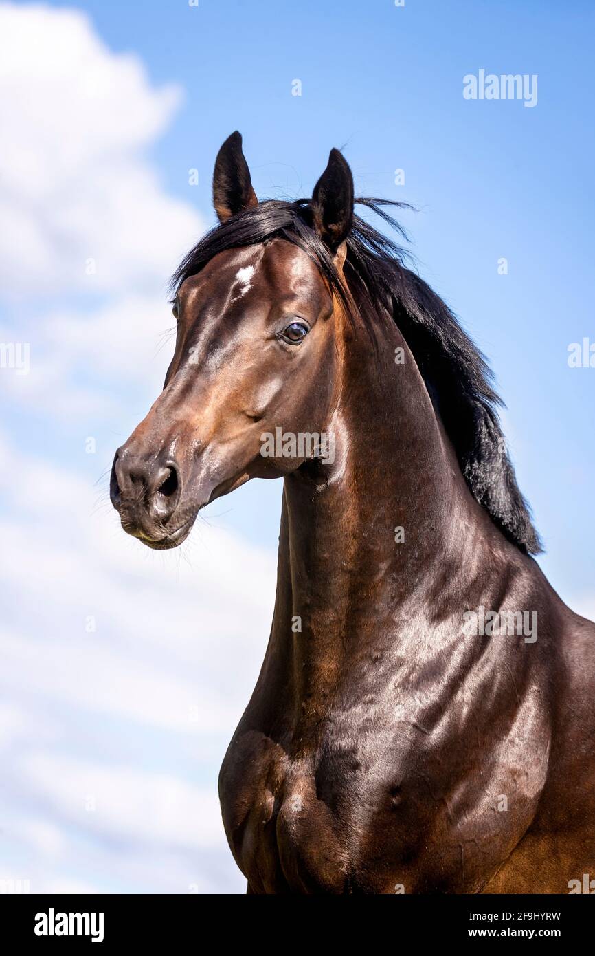 Cavallo di Oldenburg. Ritratto di stallone. Germania Foto Stock