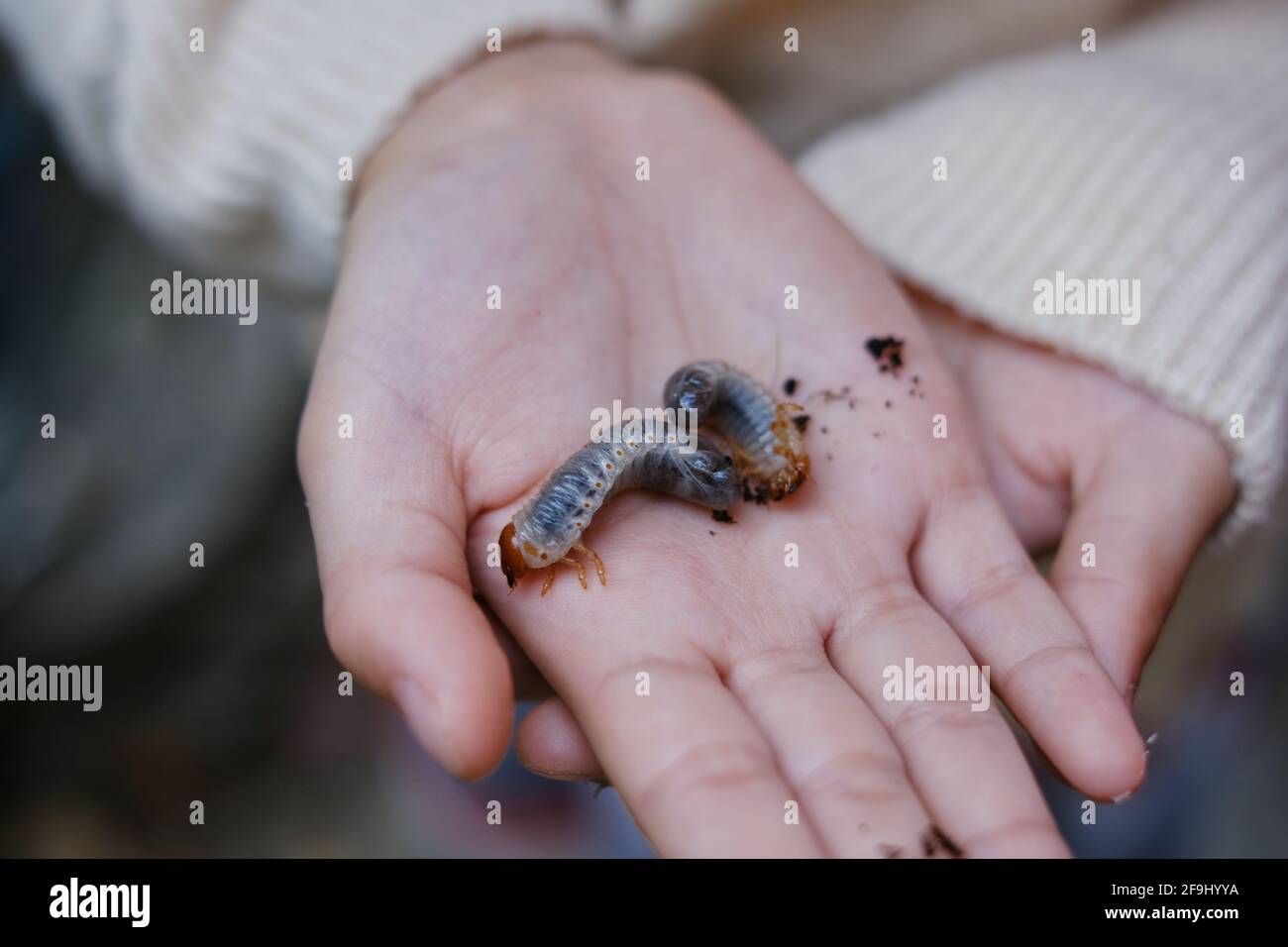 Una ragazza sta mostrando le larve del scarabeo del rinoceronte nelle sue mani dopo averle scavate in su dal suolo in un giardino, preparandosi a sollevarle in barbabietola dell'adulto Foto Stock