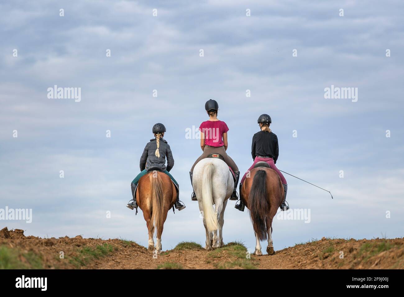 Tre ragazze che cavalcano Haflinger Horses, visto dalla parte posteriore. Germania Foto Stock