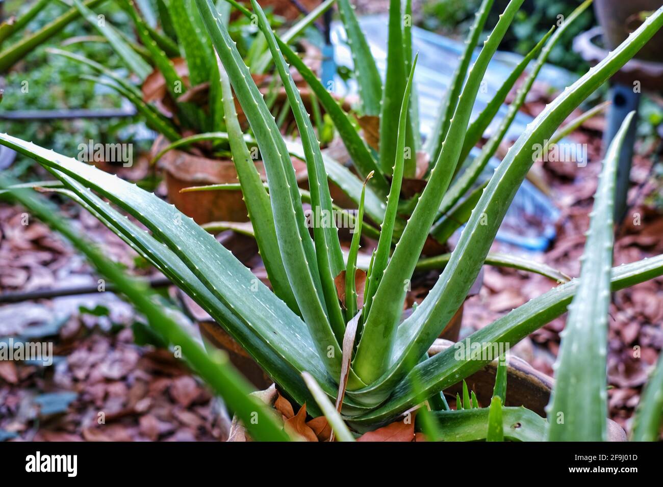 File di Aloe vera pianta in vasi di ceramica in un giardino, pronto per essere raccolto. Foto Stock