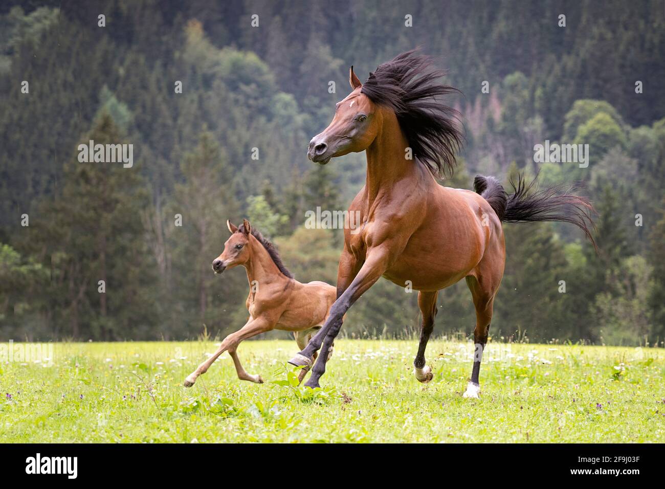 Cavallo arabo purebred. Baia mare con alloro foal galoppo su un pascolo. Austria Foto Stock