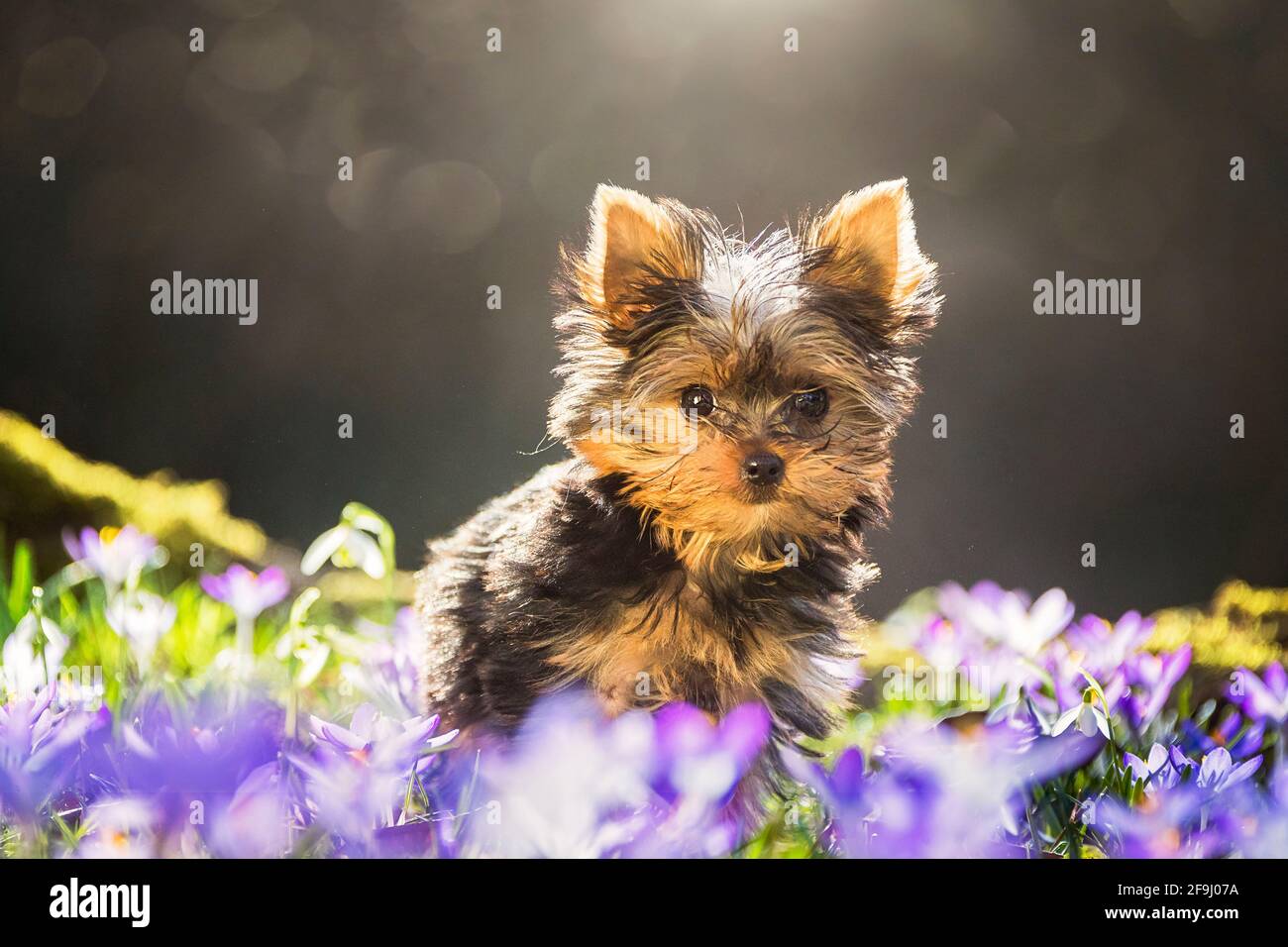 Yorkshire Terrier. Cucciolo che cammina su un prato con Crocus fiorito. Germania Foto Stock