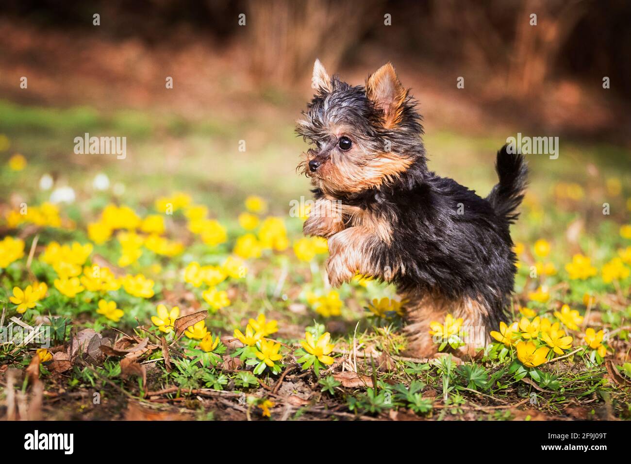 Yorkshire Terrier. Cucciolo che corre su un prato con Aconite invernale fiorente. Germania Foto Stock