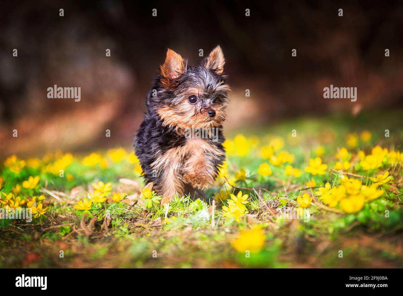 Yorkshire Terrier. Cucciolo che corre su un prato con Aconite invernale fiorente. Germania Foto Stock