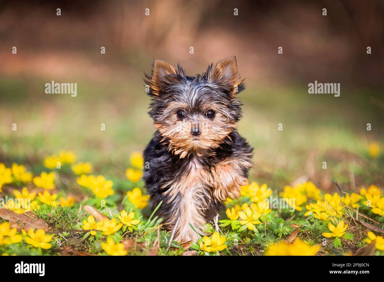 Yorkshire Terrier. Cucciolo che corre su un prato con Aconite invernale fiorente. Germania Foto Stock