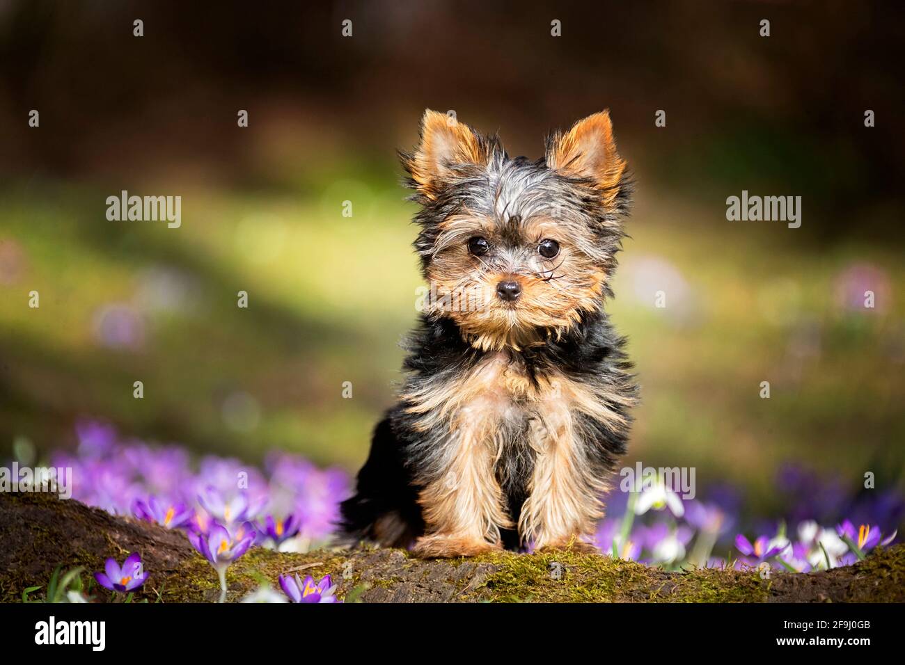 Yorkshire Terrier. Cucciolo seduto su un log con Crocus fiorito in background. Germania Foto Stock