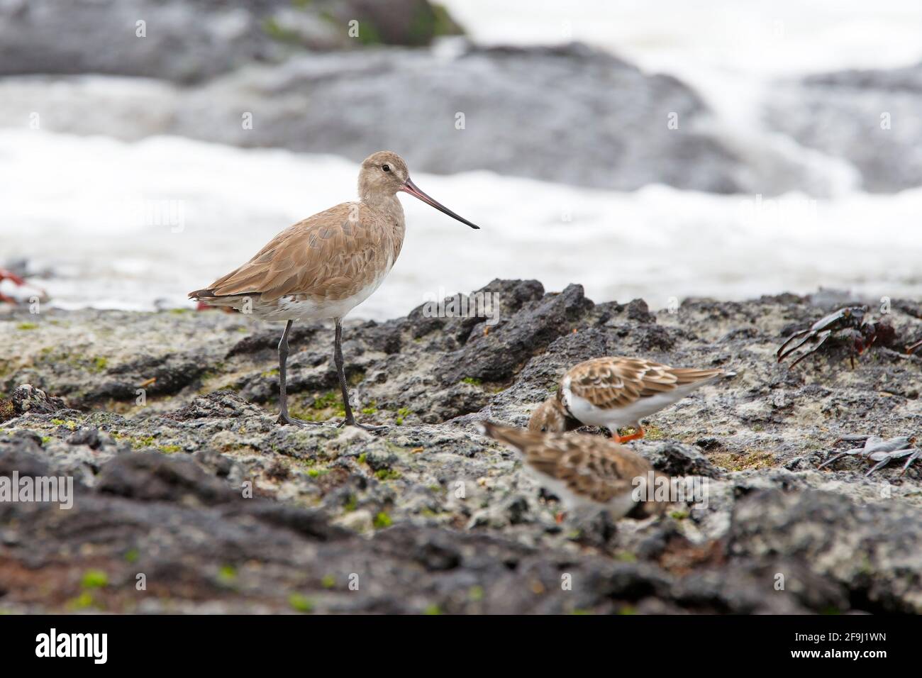 Hudsonian godwit, la Playita, Isabela, Galapagos, novembre 2013 Foto Stock