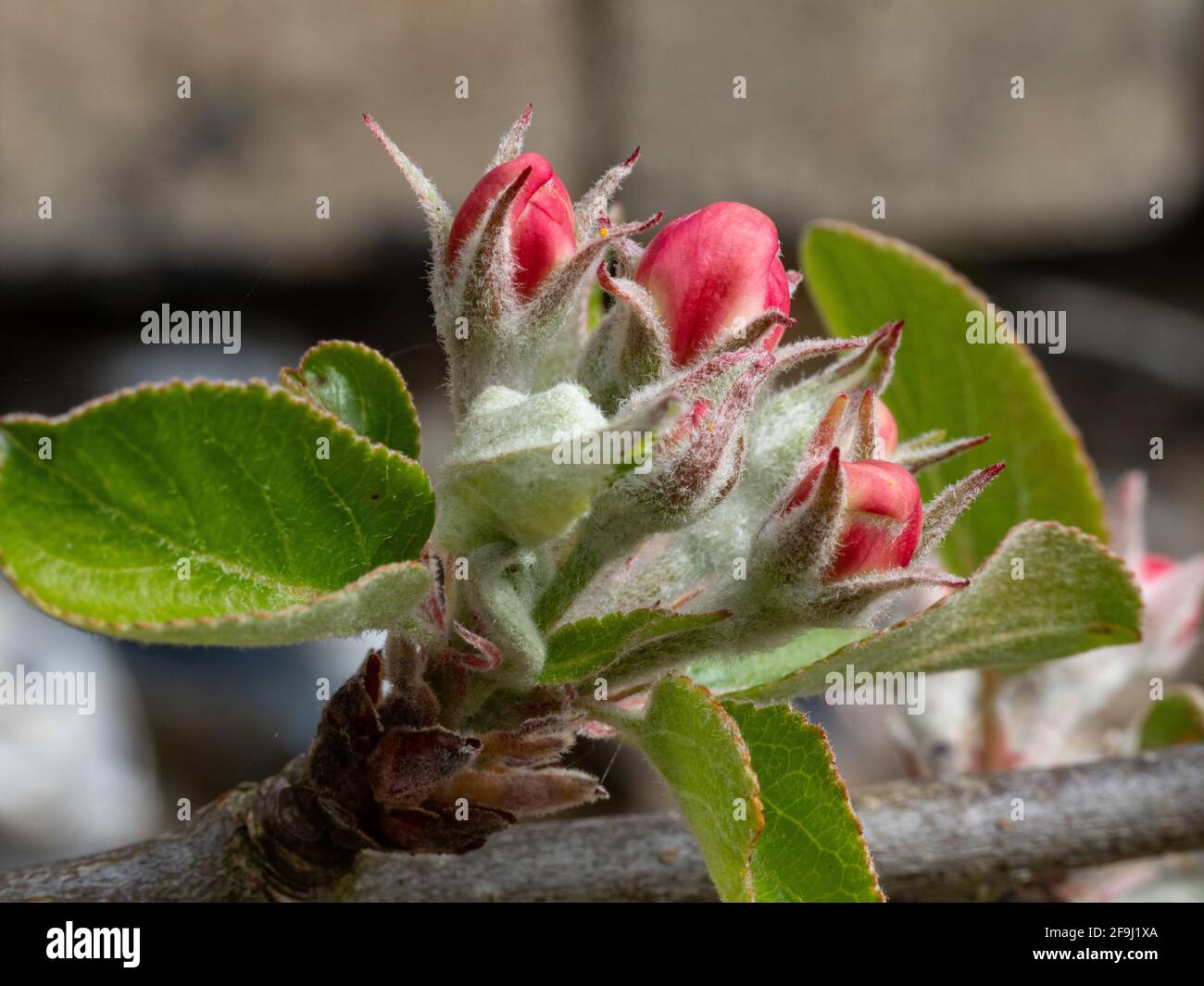 James Greaves fiore di mela Foto Stock