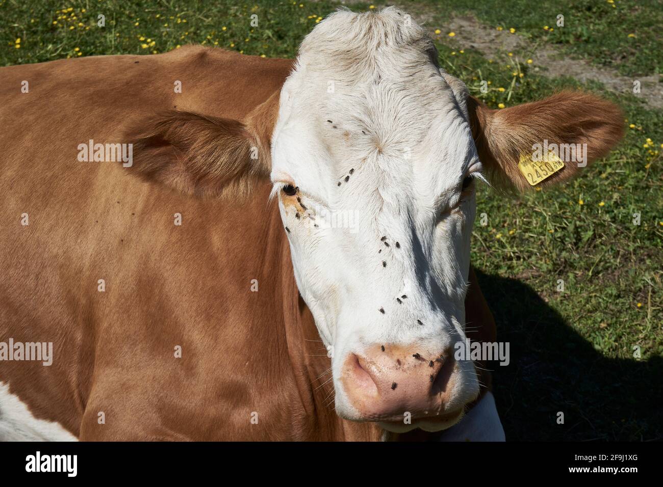 Kuh auf der Lackenalm, Lesachtal, Gailtaler Alpen, hinten die Karnischen Alpen, Kärnten, Alpen, Österreich Foto Stock