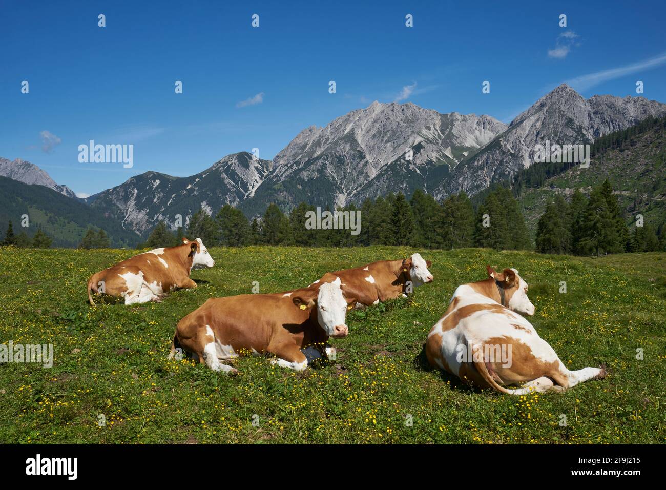Kühe auf der Lackenalm, Lesachtal, Gailtaler Alpen, hinten die Karnischen Alpen, Kärnten, Alpen, Österreich Foto Stock