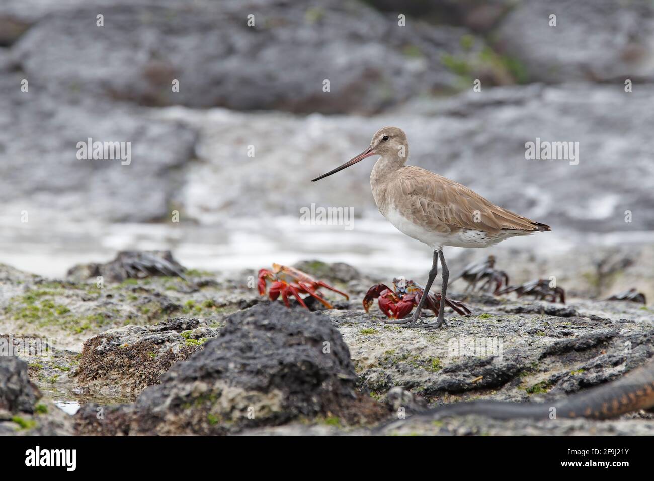 Hudsonia godwit, la Playita, Isabeal, Galapagos, novembre 2013 Foto Stock
