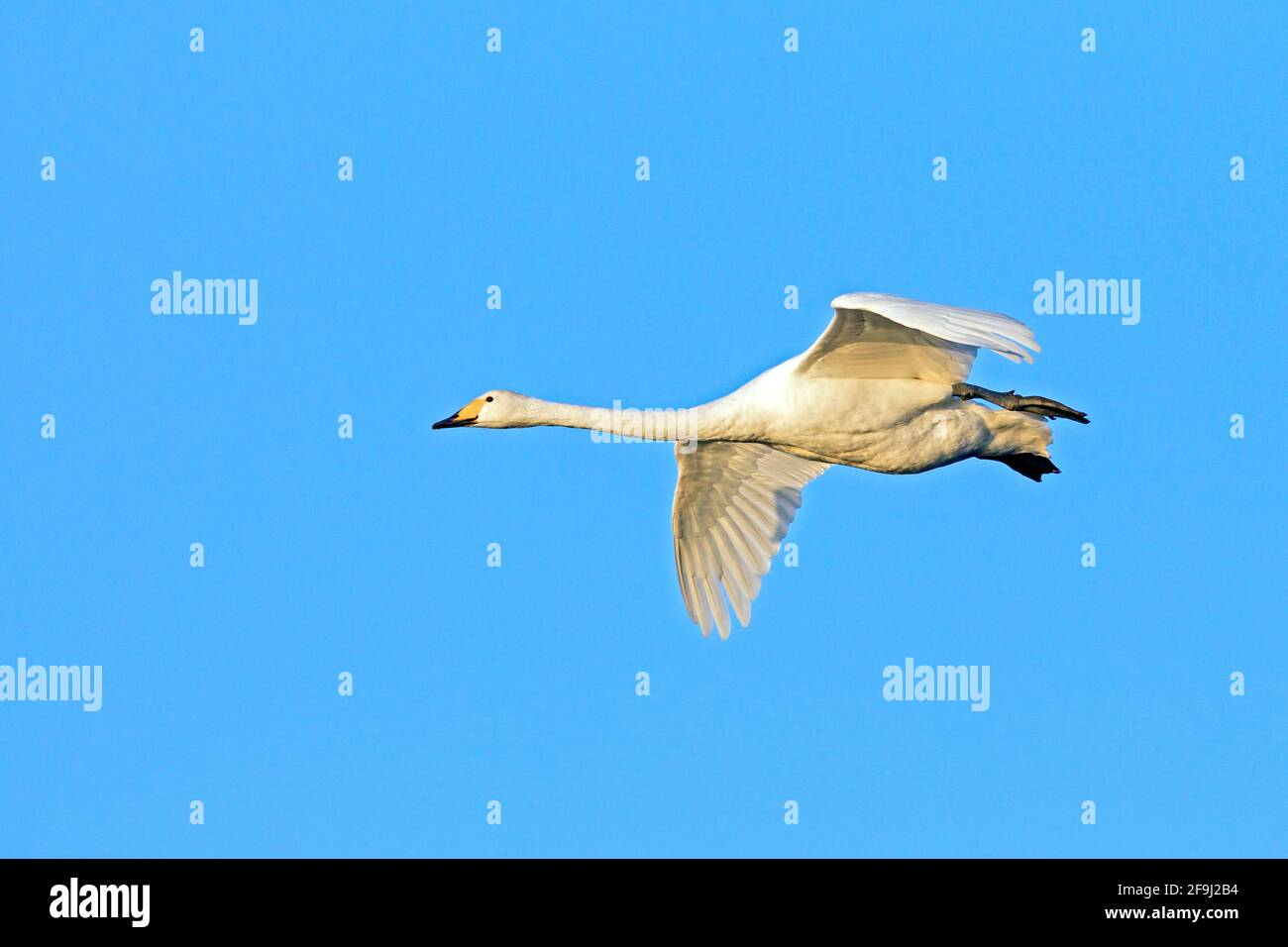 Whooper Swan (Cygnus cygnus). Uccello adulto in volo. Germania Foto Stock