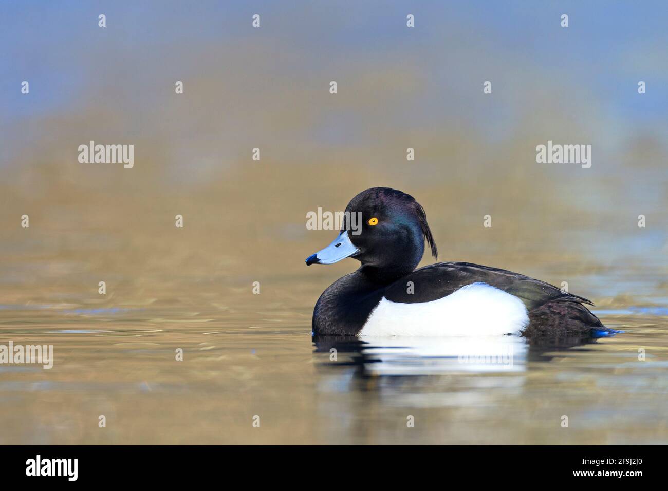 Anatra con tufted (Aythya fuligula). Drake in crumage di allevamento su acqua. Germania Foto Stock