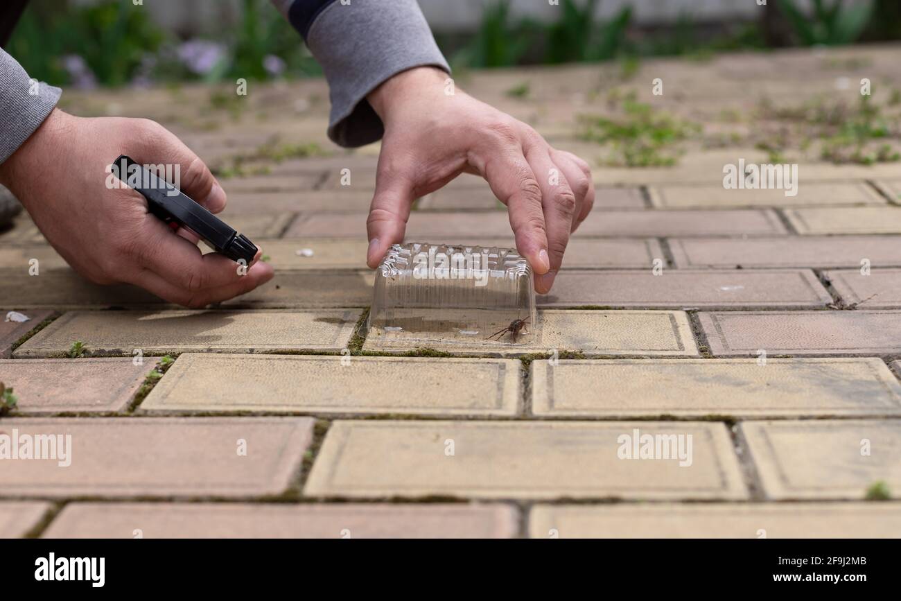Primo piano delle mani di mans con spray velenoso per distruggere scarafaggi. Concetto di controllo dei parassiti. Foto Stock