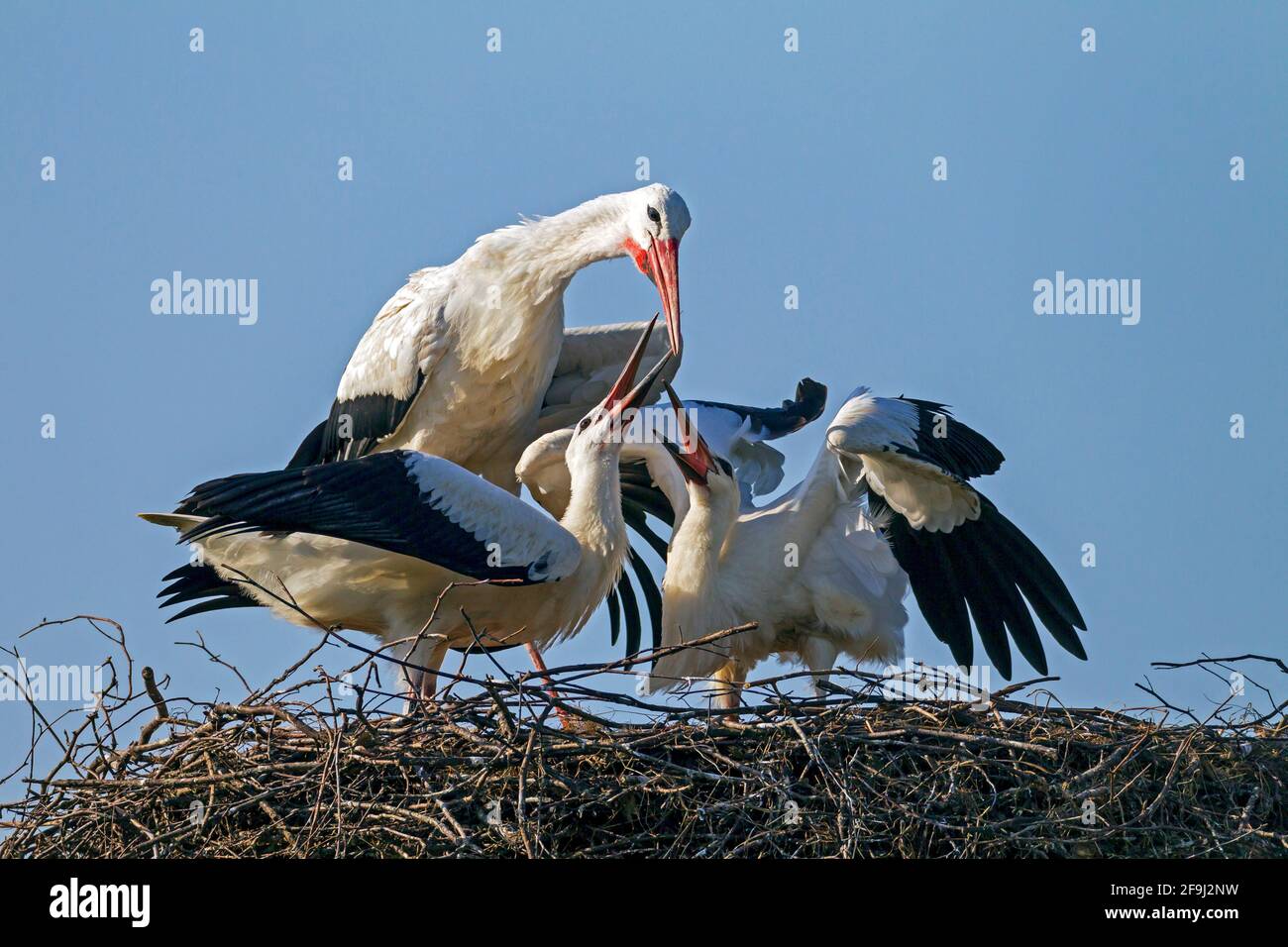 Cicogna bianca europea (Ciconia ciconia). Uccello genitore che disgorging cibo per pulcini nel nido. Germania Foto Stock