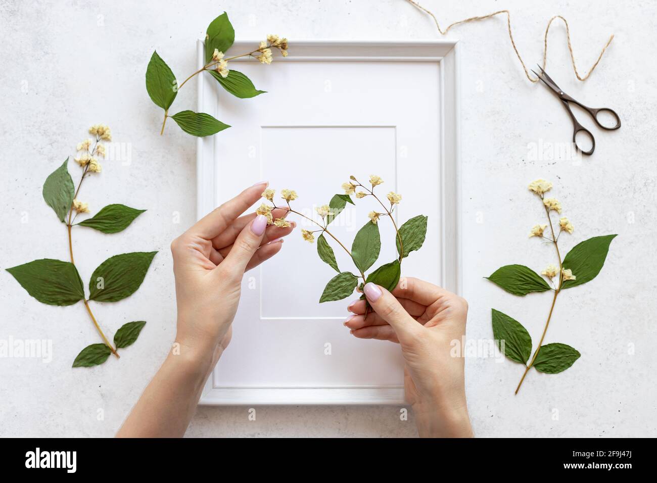 le mani di donne decorano l'erbario dei fiori in cornice per le immagini. illustrazioni botaniche in decorazione domestica. posa piatta. sfondo bianco di calcestruzzo Foto Stock