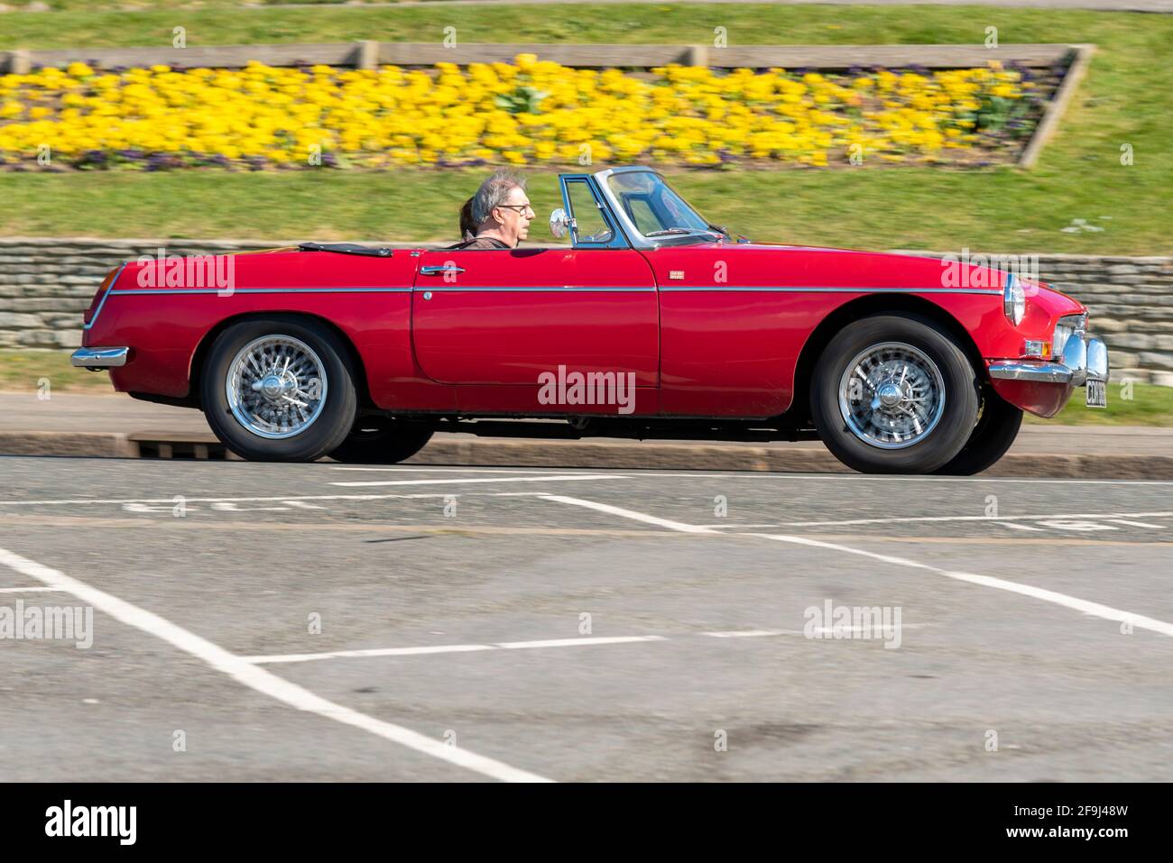 MG MGB Roadster Classic auto a Southend sul mare, Essex, Regno Unito, in un sole, luminoso giorno di primavera, Passando da fiori colorati sui Cliff Gardens. Conducente senior Foto Stock