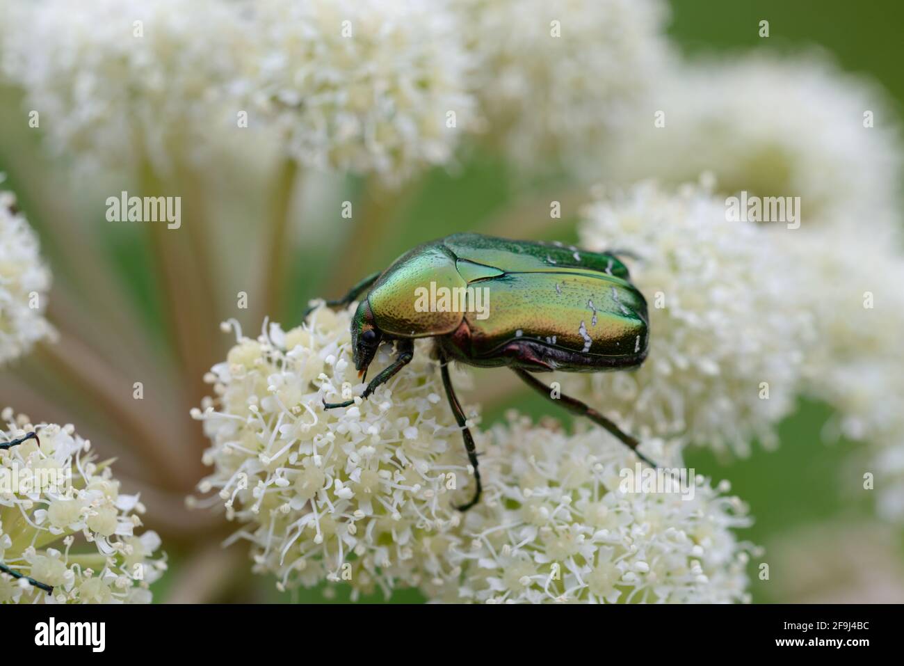 Green Rose Chafer Bug o Beetle, Cetonia auratia, che si nutrono su Hogweed comune, Heracleum sphondylium Foto Stock