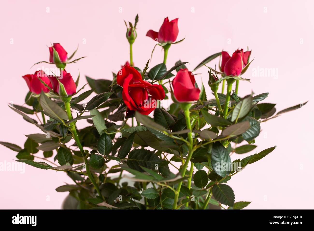 Rose indoor buhy in una pentola bianca. Crescere e vendere fiori decorativi in miniatura. Un regalo perfetto per il tuo compleanno, San Valentino, 8 marzo, Mothe Foto Stock