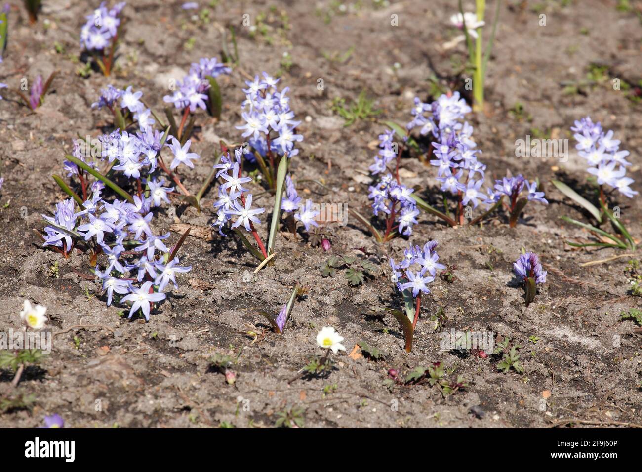 Blaustern, Blausternblüte, Blumenwiese, Hintergrundbild, Deutschland, Europa Foto Stock