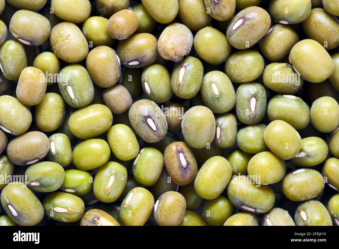 Fagiolo mung agricoltura semi verdi closeup cibo texture sfondo. Fagiolo di Mung conosciuto come grammo verde, maash, moong, monggo, o specie di pianta di Munggo in Foto Stock