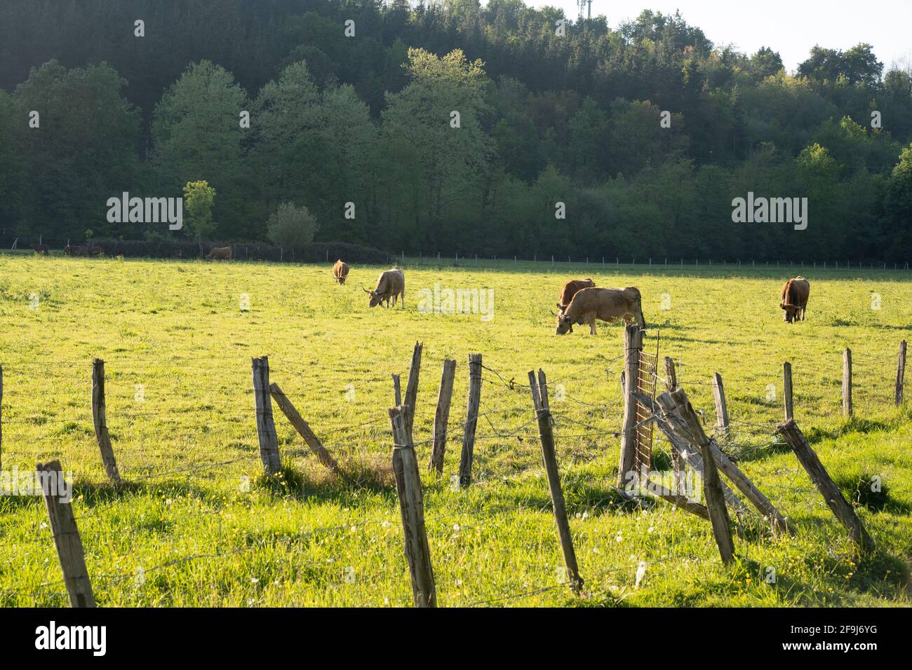 mucche che pascolano in un prato in primavera Foto Stock