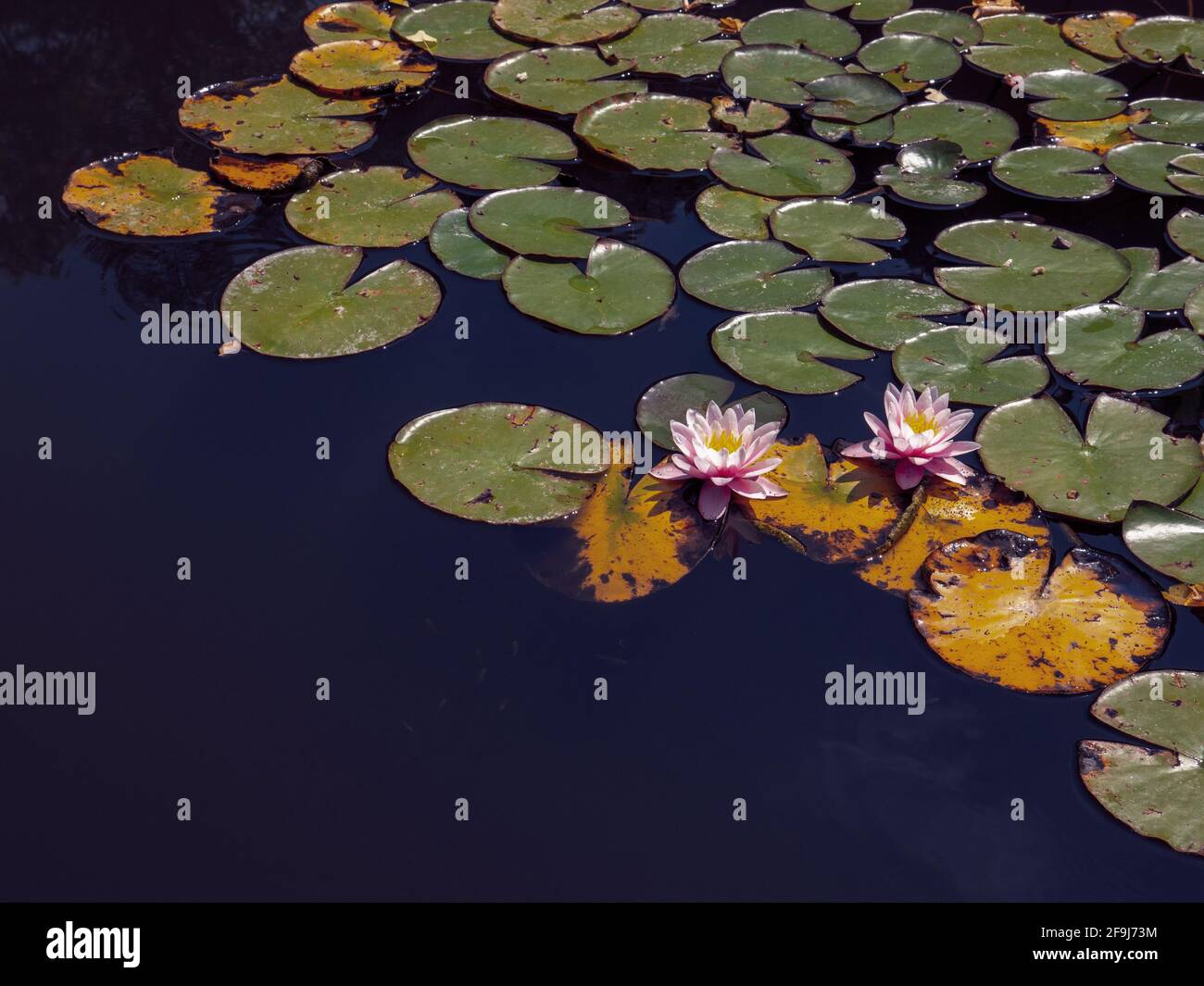 Vista dall'alto su due splendidi fiori di giglio d'acqua rosa in fiore e grandi foglie rotonde che galleggiano nelle acque scure di una fontana in un parco cittadino. Foto Stock