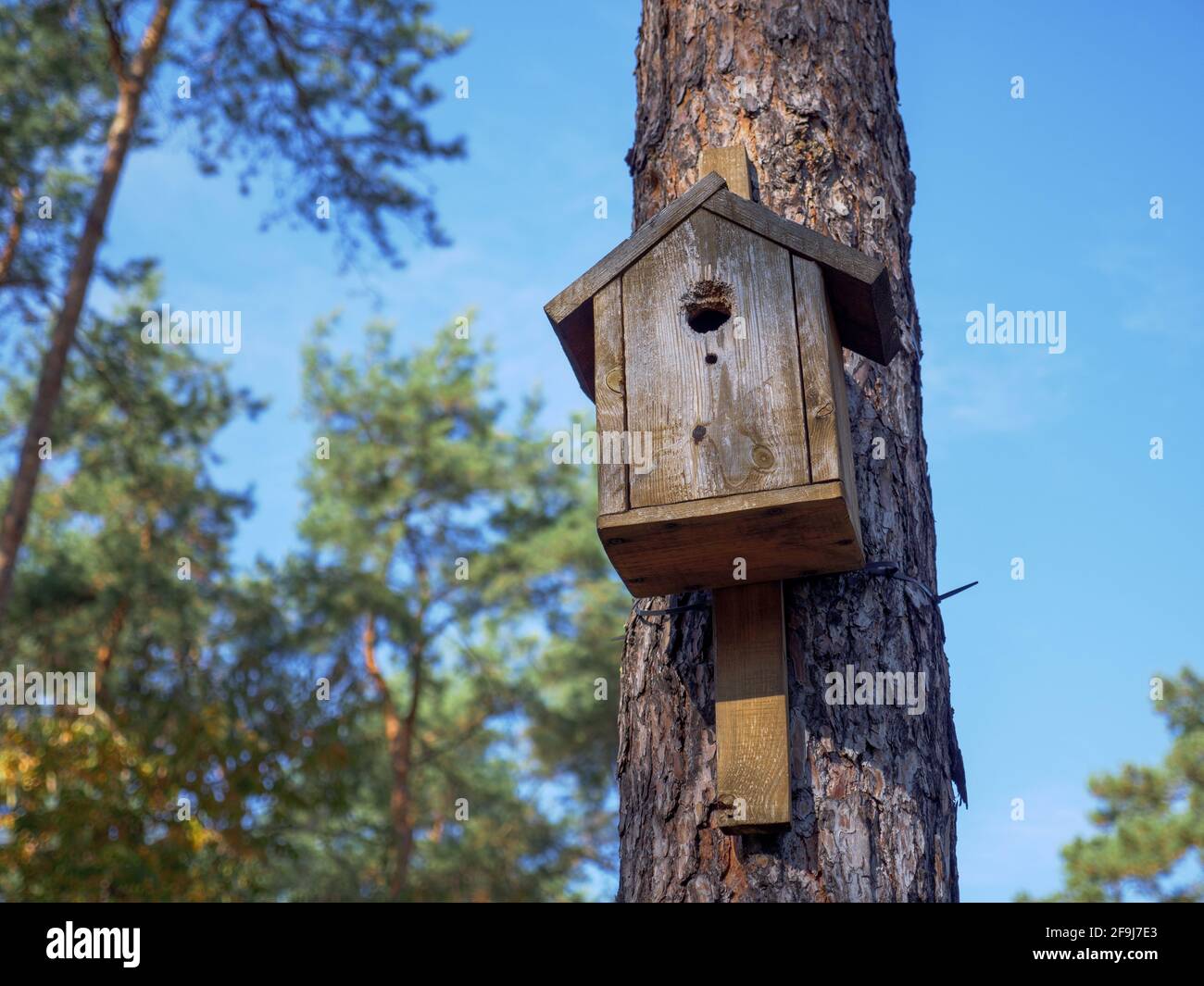 Semplice scatola di nidificazione di uccelli in legno fatta a mano su un palo su un alto albero di pino diritto con bella corteccia testurizzata di un tronco in un parco cittadino. Casa degli uccelli. Foto Stock