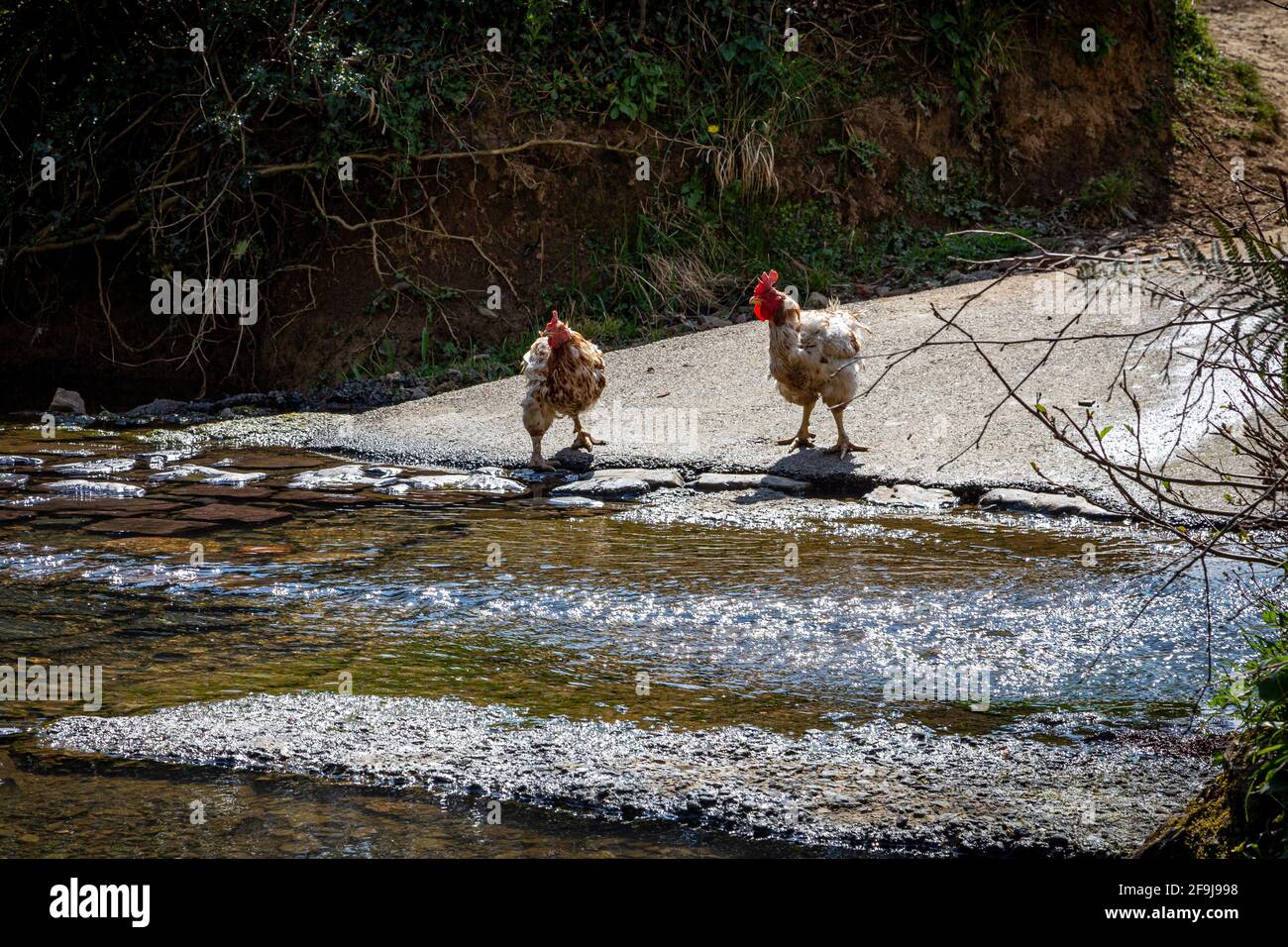 Pollo - Bird Foto Crossroad Foto Hen Foto strada Pericolo Foto Guida Foto Agricoltura Foto Asphalt Foto Autunno Canada Phot Foto Stock