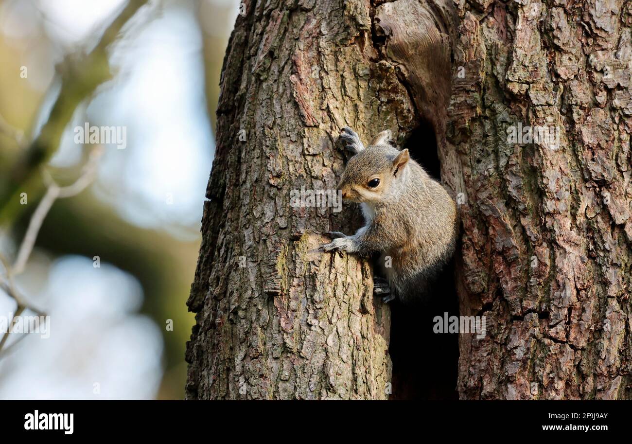 Scoiattoli grigi nei boschi Foto Stock