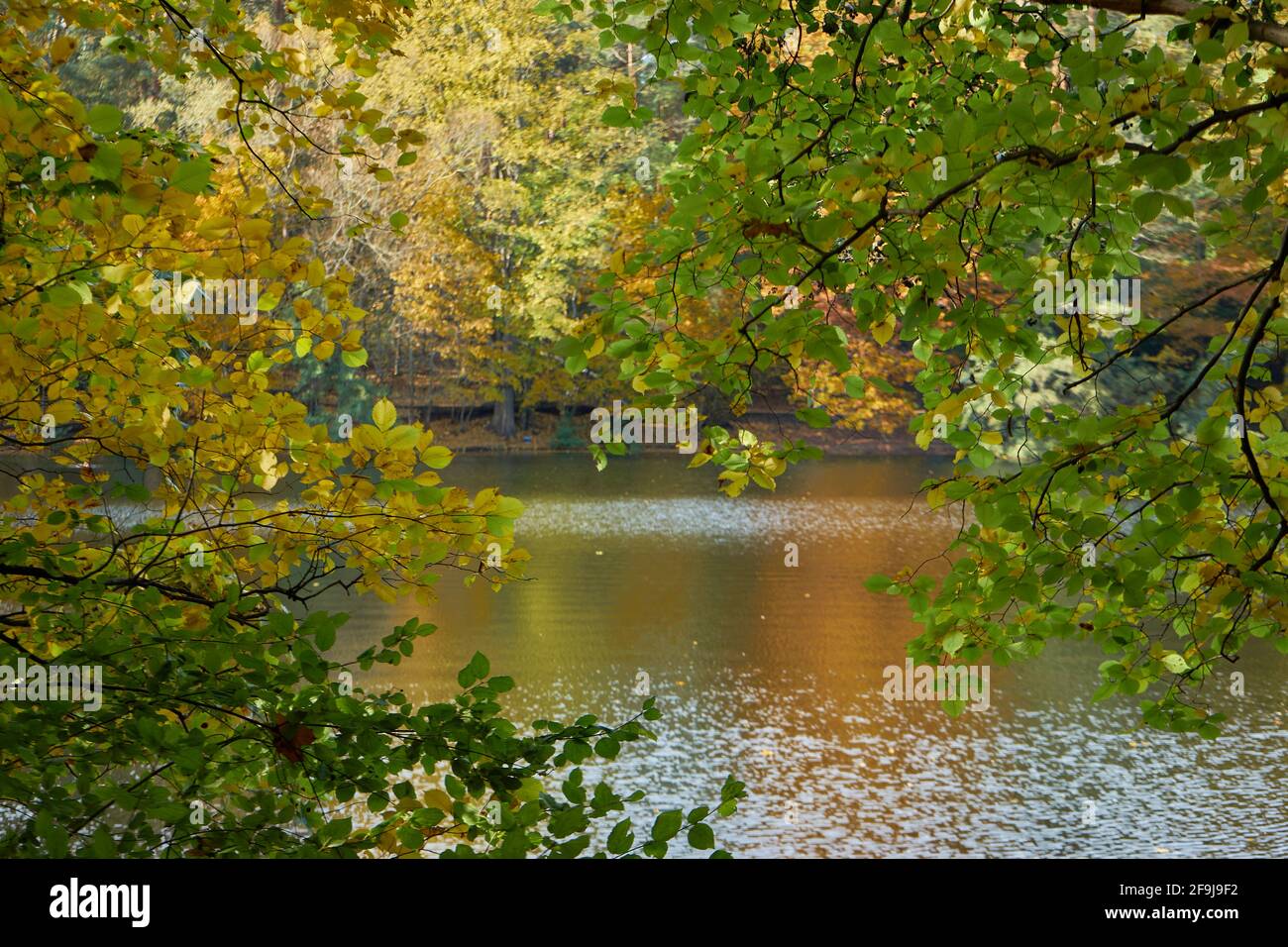 Krumme Lanke, Bäume mit Herbstlaub, Steglitz-Zehlendorf, Berlin, Deutschland Foto Stock