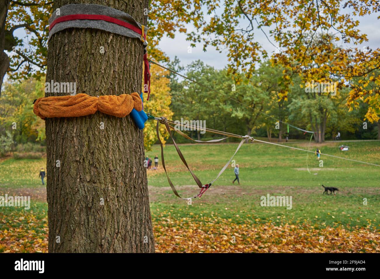 Volkspark Hasenheide, Befestigung von Slackline an einem Baum, Bäume mit Herbstlaub, Neukölln, Berlin, Deutschland Foto Stock