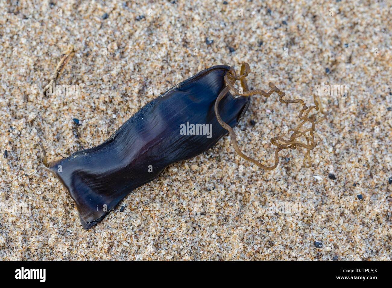 Vecchio uovo-case di piccolo-spotted catsqualo, o piccolo-spotted Dogfish, Sciliorhinus canicula, sulla spiaggia vicino Swansea, Galles del Sud. Famiglia Sciliorhinidae Foto Stock