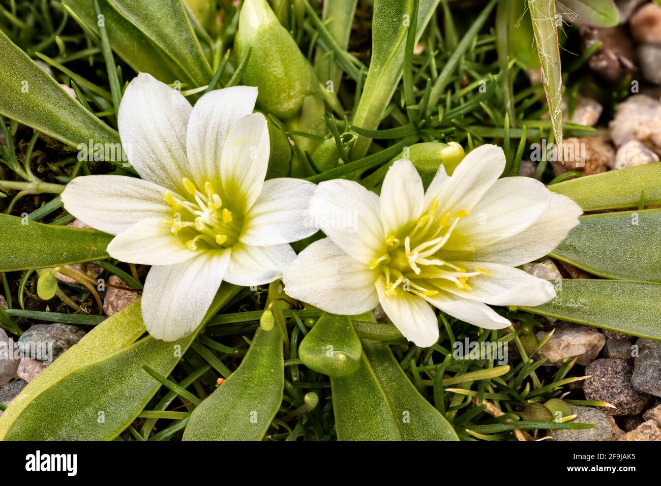 Nevada lewisia, Lewisia vevadensis, in coltura. Nativo degli Stati Uniti occidentali. Famiglia Montiaceae. Immagine messa a fuoco sovrapposta. Foto Stock