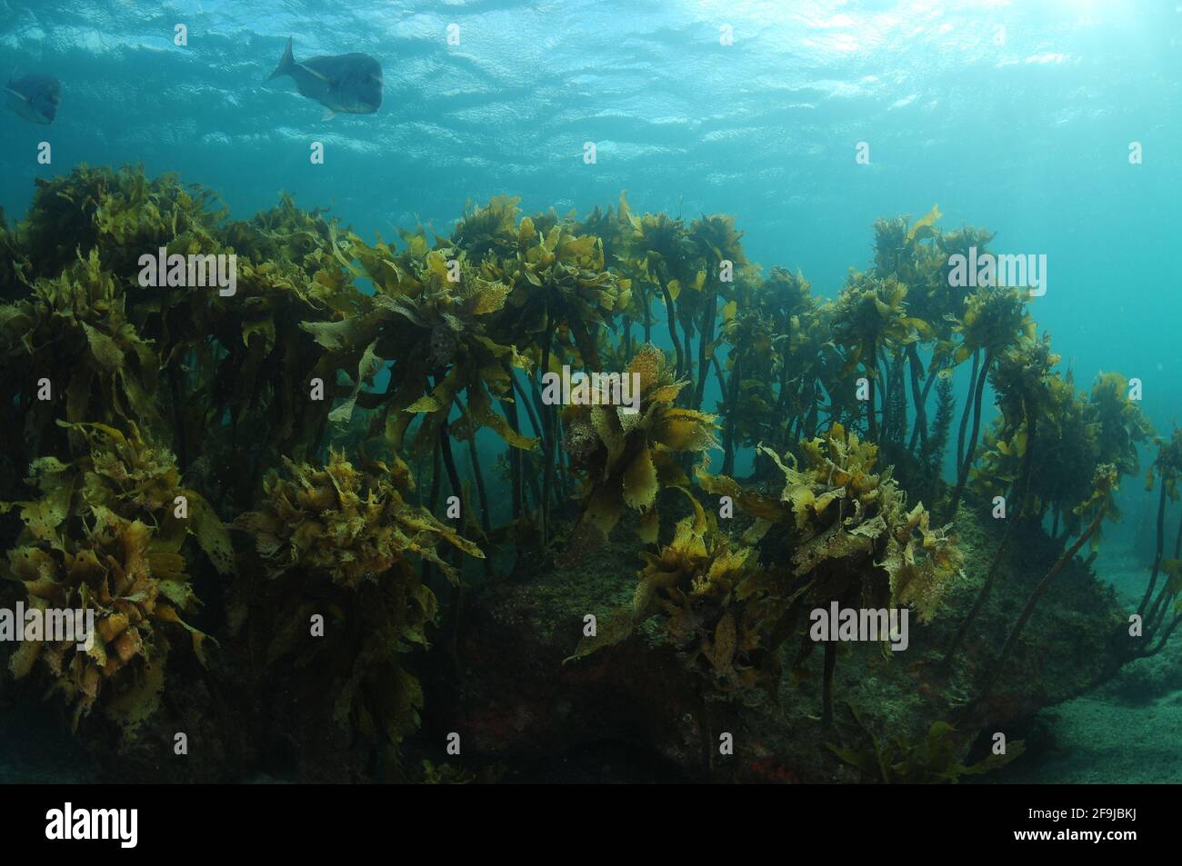 Foresta di kelp marrone Ecklonia radiata su rocce in zona subtidale. Foto Stock