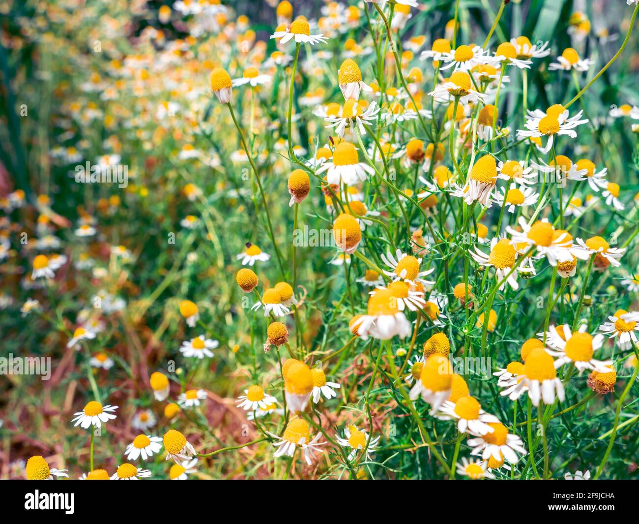 Cespugli lussureggianti con camomili carini selvatici che fioriscono in campagna in una giornata estiva. Foto Stock
