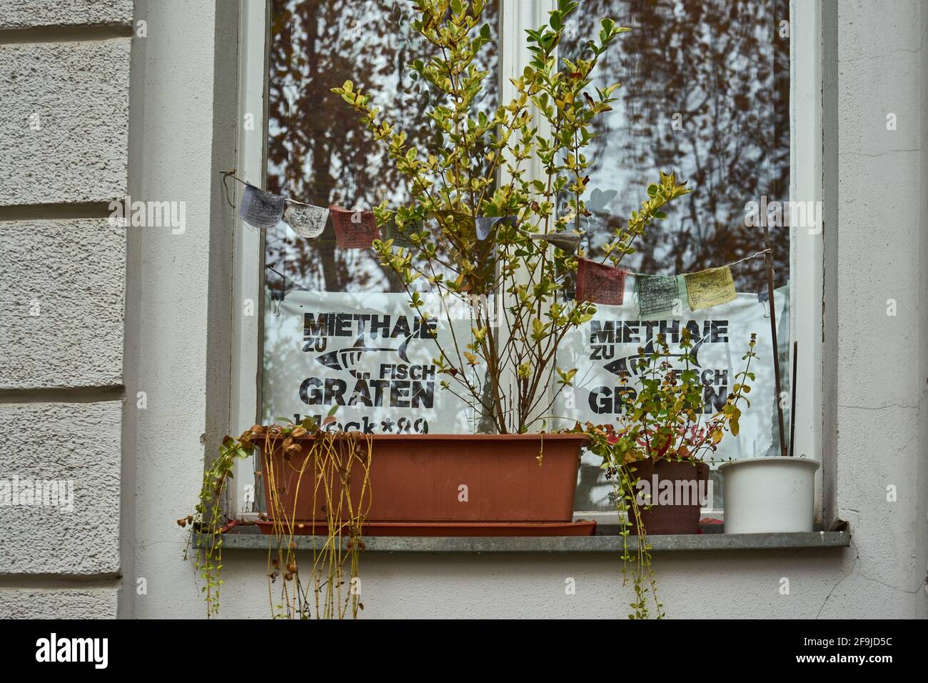 Miethaie zu Fischgräten, Plakat in Fenster a Kreuzberg, Berlino, Germania Foto Stock