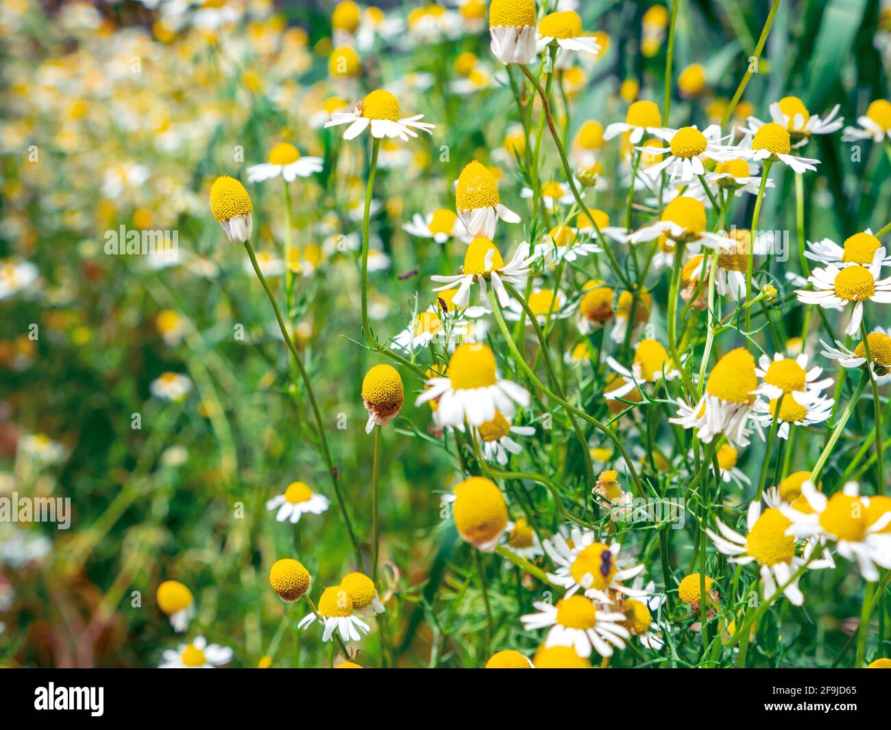 Cespugli lussureggianti con camomili carini selvatici che fioriscono in campagna in una giornata estiva. Foto Stock