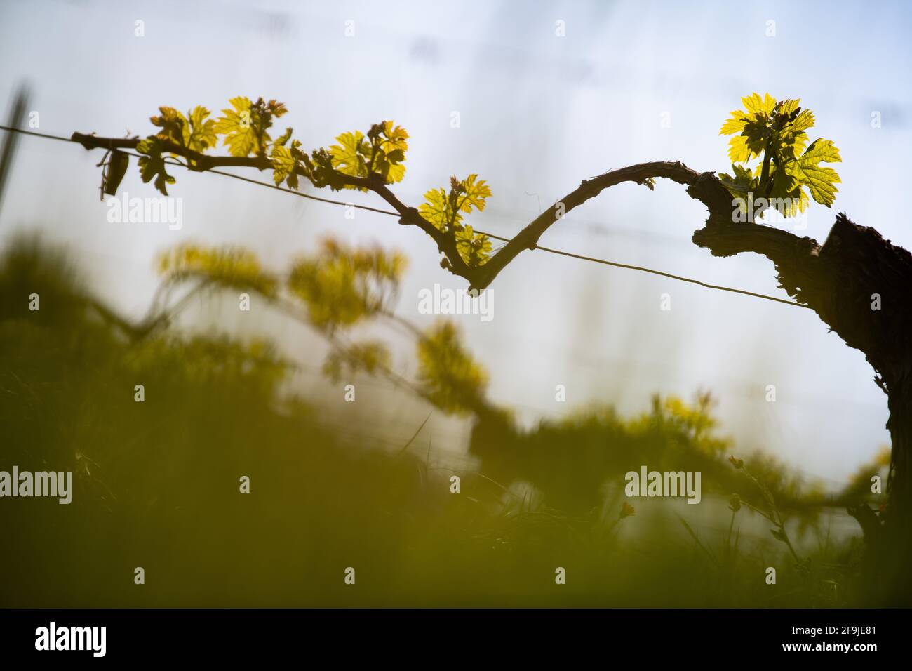 Nuovo bug e lascia la germogliazione all'inizio di primavera su una pergola viticoltura nella vigna di bordeaux Foto Stock