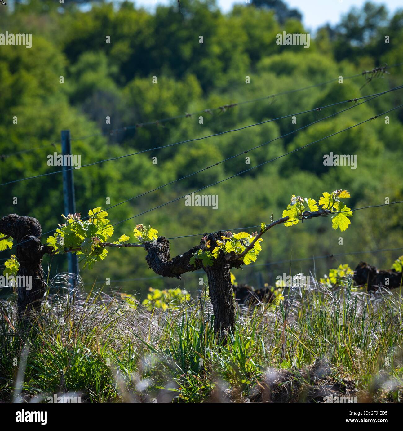 Nuovo bug e lascia la germogliazione all'inizio di primavera su una pergola viticoltura nella vigna di bordeaux Foto Stock